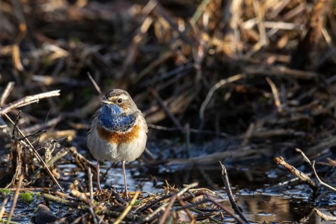 Bluethroat (Luscinia svecica), Emsland, Lower Saxony, Germany