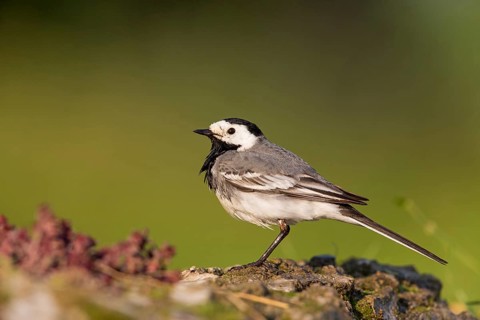 White wagtail, (Motacilla alba), animals, birds, family of wagtails and pipits, Beindersheim, Bad