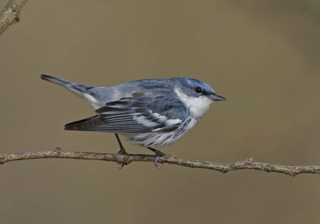 Cerulean Warbler (Setophaga cerulea), Ohio, USA
