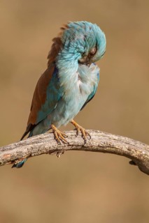 European Roller (Coracias garrulus), perched on a branch preening, Castile-La Mancha