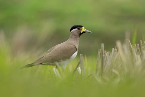 Yellow-wattled Lapwing (Vanellus malabaricus) foraging in a dry agricultural field, Sreepur,