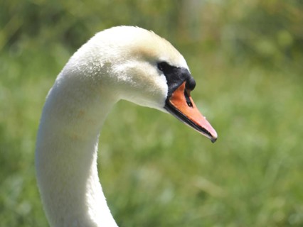 Mute swan (Cygnus olor)