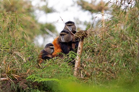 Golden monkeys (Cercopithecus mitis kandti) in the bamboo forest, Virunga Volcanic Mountains, Parc