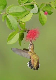 Rufous Hummingbird (Selasphorus rufus) flying while feeding at flower nectar, Texas, USA