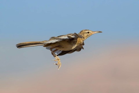 Greater Hoopoe-Lark (Alaemon alaudipes) juvenile flying, Eilat, Israel