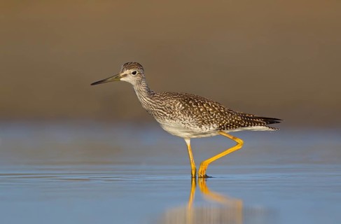 Greater Yellowlegs (Tringa melanoleuca), Ohio, USA