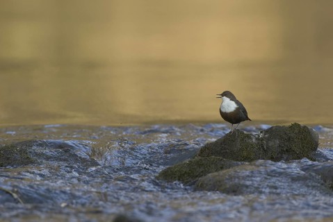 White-throated Dipper (Cinclus cinclus), Saxony, Germany