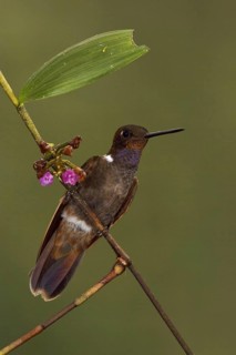Brown Inca (Coeligena wilsoni), Ecuador