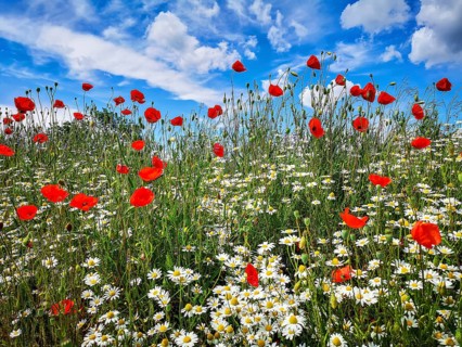 Summer meadow with flowering poppies (Papaver rhoeas), daisies and wild herbs in front of a blue