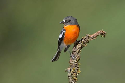 Flame Robin (Petroica phoenicea) male, Victoria, Australia