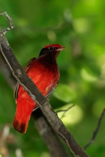 Guianan Red-Cotinga (Phoenicircus carnifex) perched on a branch in the rainforest of Guyana