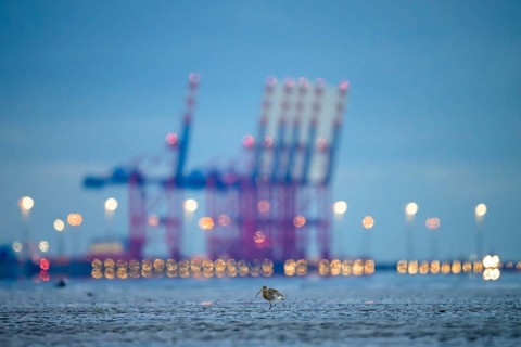 A Eurasian curlew (Numenius arquata) looking for food in the mudflats at low tide in front of the
