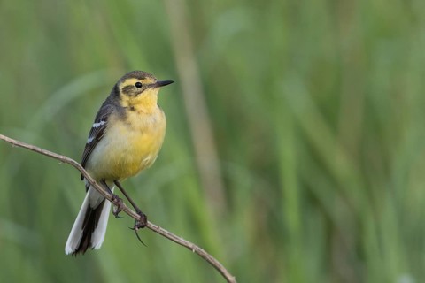 Citrine Wagtail - Zitronenstelze - Motacilla citreola ssp. citreola, Russia
