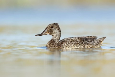 Freckled Duck (Stictonetta naevosa) female, Victoria, Australia