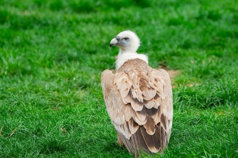 Griffon Vulture (Gyps fulvus) sitting on a meadow, Germany