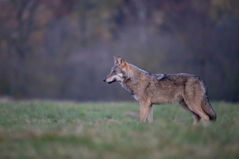 European grey wolf, Eurasian wolf (Canis lupus lupus), wolf in forest clearing, Podlaskie