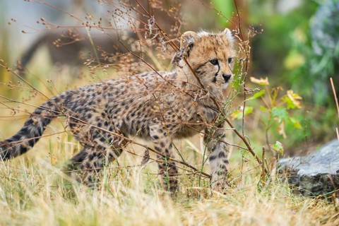 Cheetah (Acinonyx jubatus) youngster walking on a meadow, captive, occurrence Africa