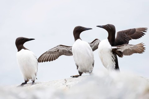 Guillemot (Uria aalge), two quarrelling birds on a cliff top, a third bird watches, Hornøya Island,