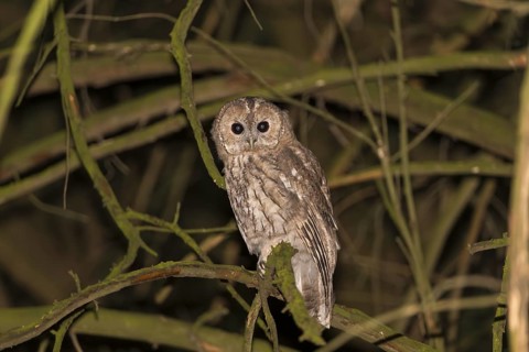 Tawny owl (Strix aluco), Westend Nord, Frankfurt am Main, Hesse, Germany