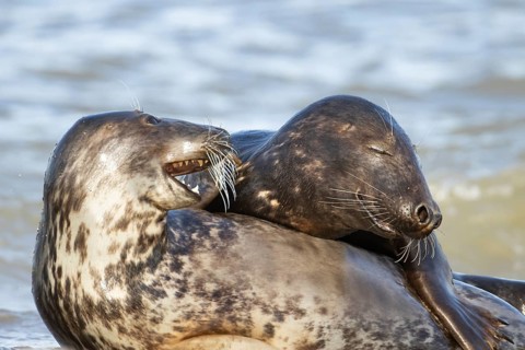 Atlantic grey seal (Halichoerus grypus) two adult marine animals playing in the breaking waves of