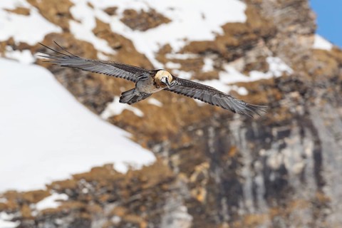 Bearded Vulture (Gypaetus barbatus) flying, Valais, Switzerland