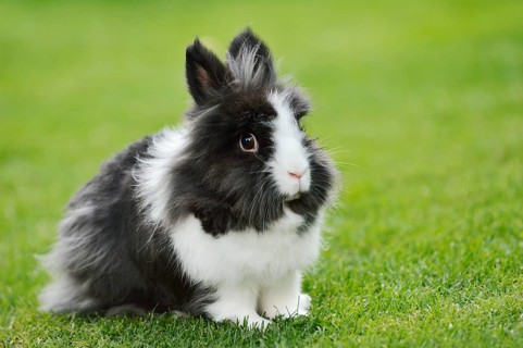 Lionhead rabbit (Oryctolagus cuniculus forma domestica) in a meadow, North Rhine-Westphalia,