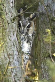 Long-eared Owl (Asio otus), Germany