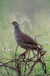 Natal Francolin (Pternistis natalensis), adult, perch, alert, Pilanesberg National Park, North West