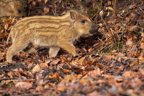 Wild boar (Sus scrofa), fresh boar, Melle, Lower Saxony, Germany