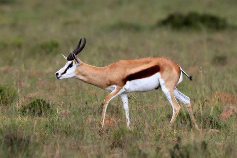Springbok (Antidorcas marsupialis), adult, male, foraging, running, Mountain Zebra National Park,