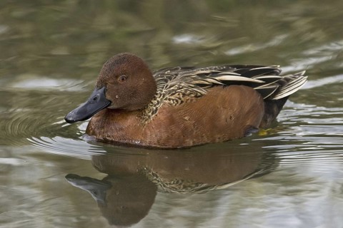 Cinnamon Teal (Spatula cyanoptera) male, California, USA