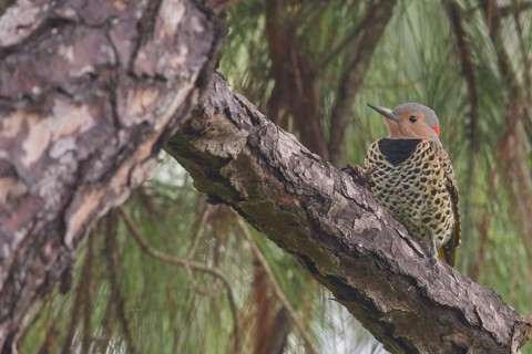 Northern Flicker (Colaptes auratus) perched on a branch in Cuba