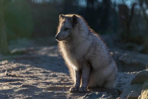 One arctic fox (Vulpes lagopus), (white fox, polar fox, or snow fox) sitting in backlit condition