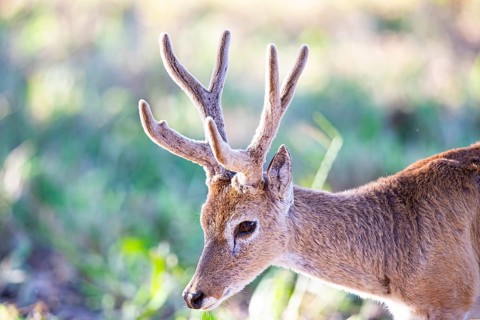 Pampas deer (Ozotoceros bezoarticus) Pantanal Brazil