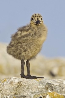 Glaucous-winged Gull (Larus glaucescens) juvenile, British Columbia, Canada