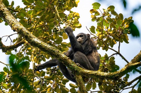 Chimpanzee (Pan Troglodytes), adult male in a tree, eating fruit, Murchison Falls National Park,
