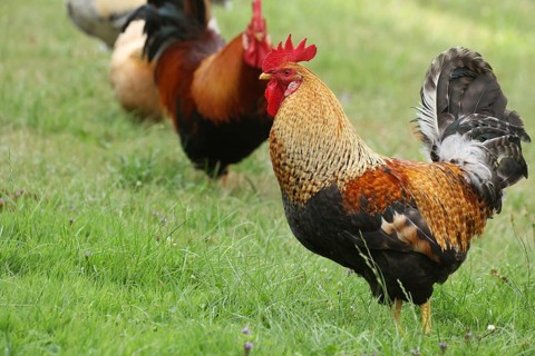 Domestic chicken, rooster, Sulmtal rooster, free-range, organic farming, Lower Austria, Austria,