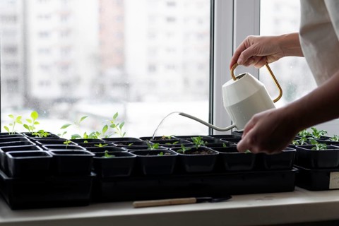 A person waters young tomato seedlings in black pots on a windowsill, highlighting indoor gardening