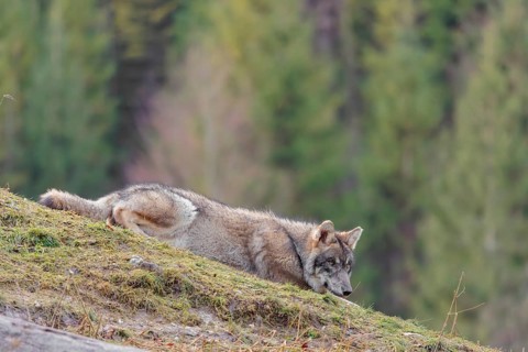 A young grey wolf (Canis lupus lupus) rests on a sloping meadow on a hill