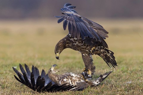 Two fighting sea eagles, (Haliaeetus albicilla), Haliaaetus albicilla, fighting over prey, animals,