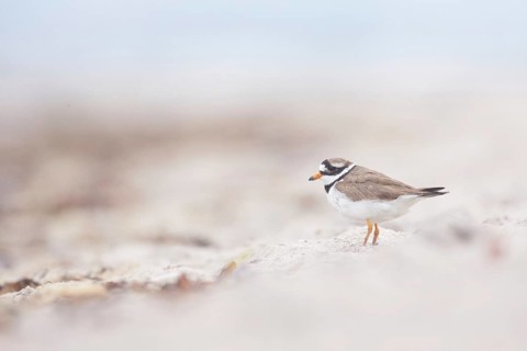 Common Ringed Plover (Charadrius hiaticula), Schleswig-Holstein, Germany