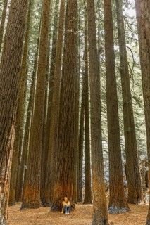 Towering redwood trees surround woman sitting on the forest floor, emphasizing the grandeur of