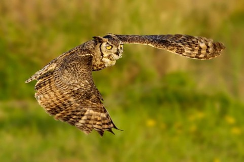 Great Horned Owl (Bubo virginianus) flying, Texas, USA