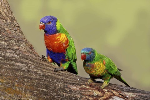Rainbow Lorikeet (Trichoglossus moluccanus) pair, Queensland, Australia