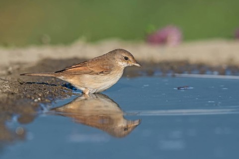 Common Whitethroat (Sylvia communis) at waterhole, Aosta Valley, Italy
