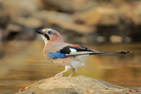 Eurasian Jay (Garrulus glandarius) at waterhole, Andalusia, Spain