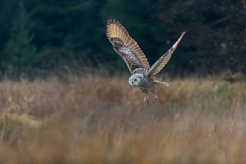 One Siberian Eagle Owl (Bubo bubo sibiricus) flying over tall reed grass lakeshore on an autumnal