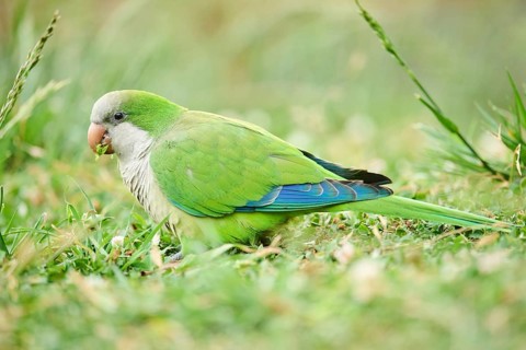 Monk parakeet (Myiopsitta monachus) wildlife on a meadow, Catalonia, Spain