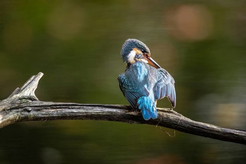 Common kingfisher (Alcedo atthis) during plumage care, Emsland, Lower Saxony, Germany