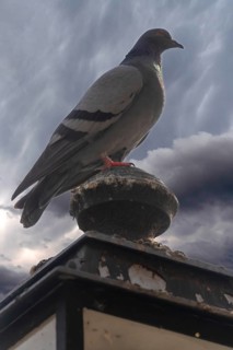 Pigeon (Columbidae) on a lantern, rain clouds, Franconia, Bavaria, Germany